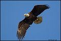 _0SB8963 american bald eagle